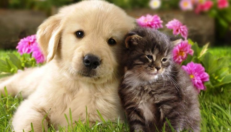 Evcil Hayvanların Bakımında Dikkat Edilmesi Gerekenler