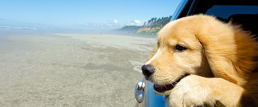 Evcil Hayvanların Bakımında Dikkat Edilmesi Gerekenler