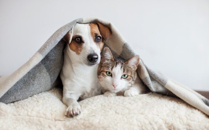 Kedi ve Köpek Ürünleriyle Mama, Bakım, Sağlık ve Oyuncaklar ile Küçük Dostunuzu Mutlu Edin