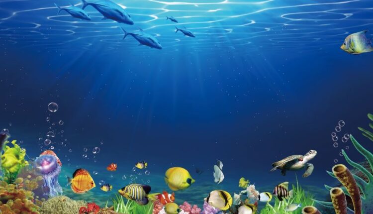 Soğuk Suda Yaşayan Balık Türleri