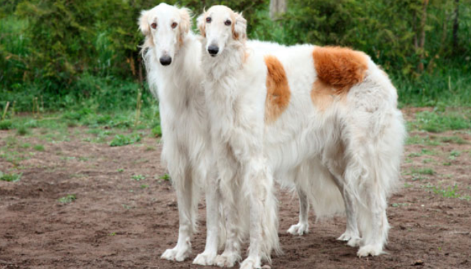 Hızlı koşan Borzoi köpeği