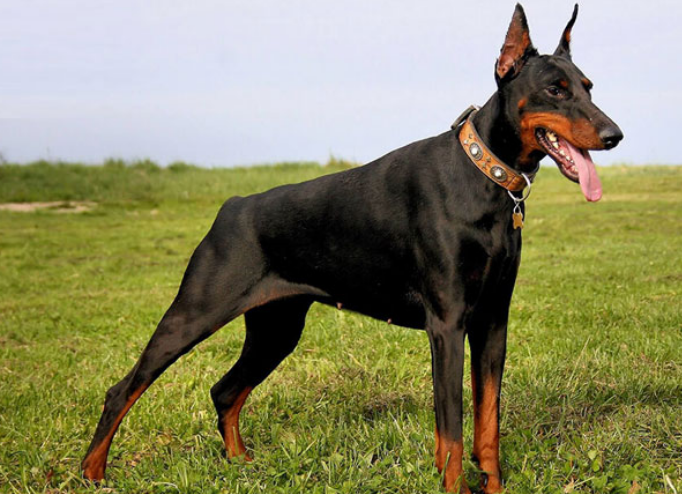 Doberman köpekleri hızlı koşan köpek