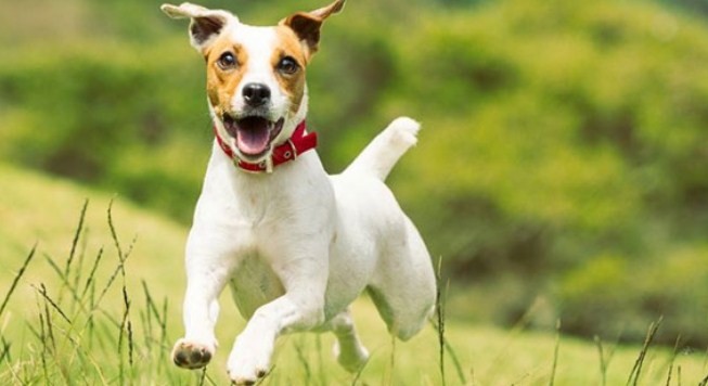 Dünyanın En Hızlı Koşan Köpekleri Jack