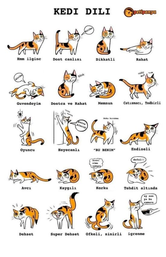 Kedi dili kedilerle nasıl anlaşılır