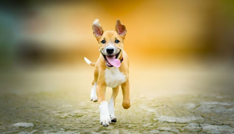 Dünyanın En Hızlı Koşan Köpekleri Hangileri?