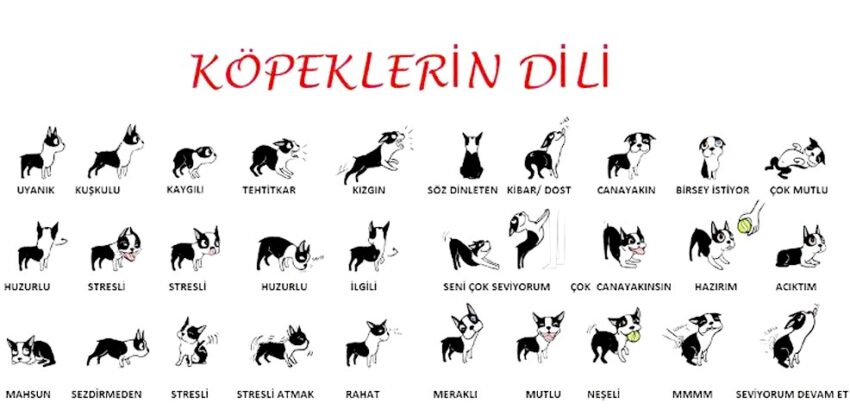 Köpek Dili Köpeklerle Anlaşma