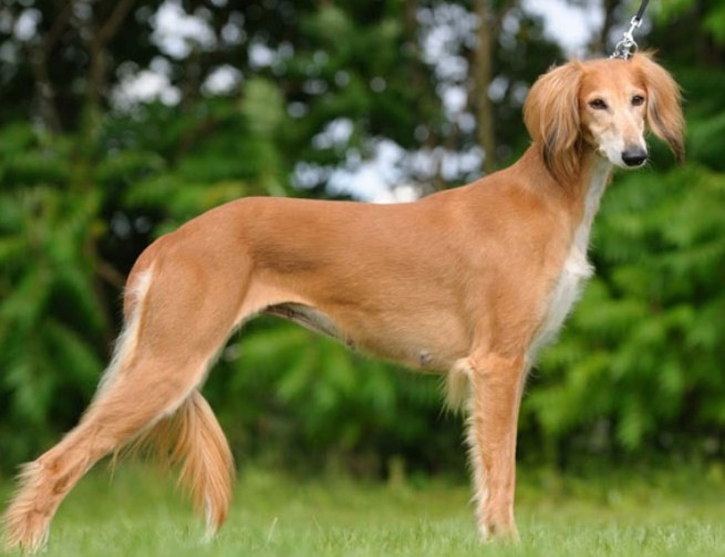 Dünyanın En Hızlı Koşan Köpekleri Kişisel Bilgi