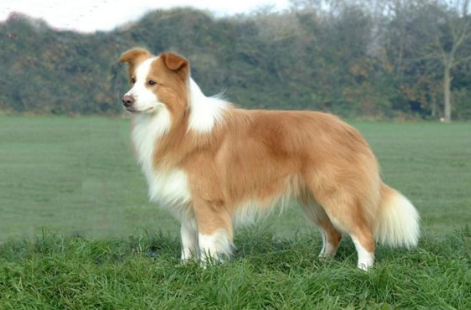 The Border Collie Dog