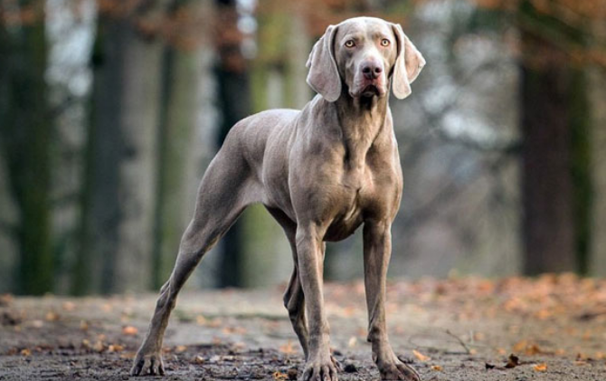 Weimaraner köpeği