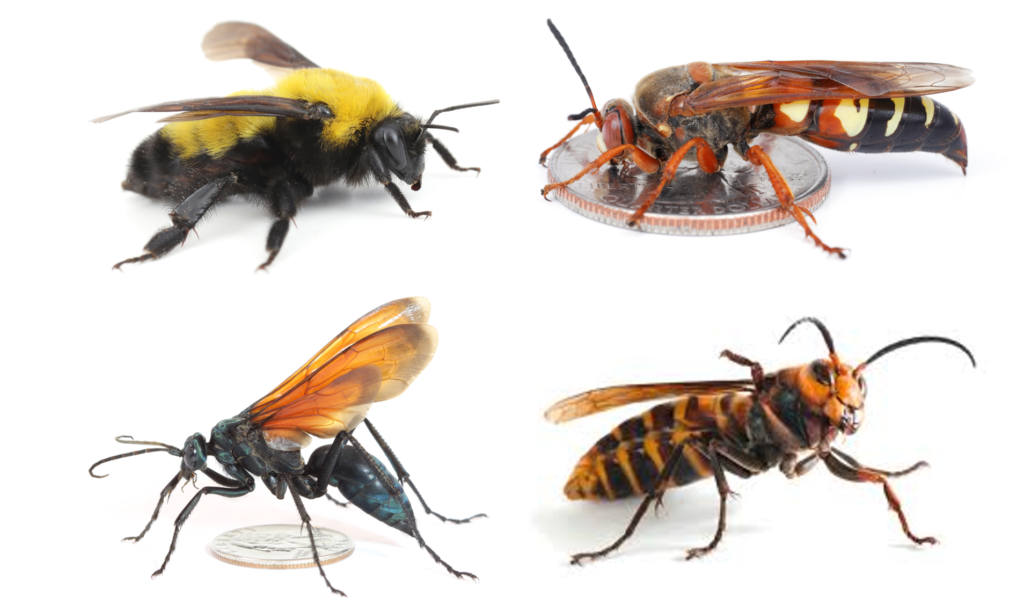 Katil Eşek Arısı Nedir?