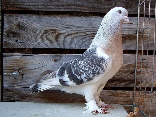 Güvercin Neden Takla Atar?