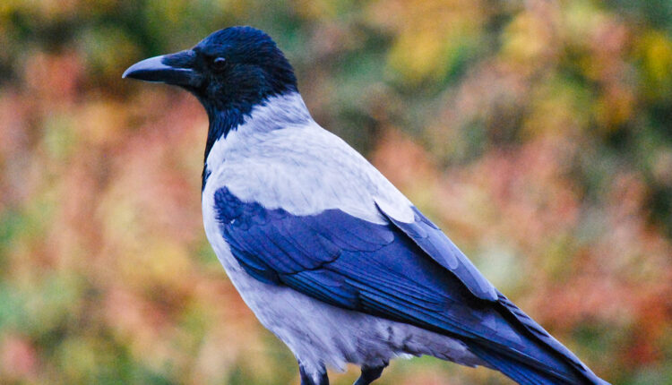 Kargalar Neyle Beslenir? Karga Ne Yer?