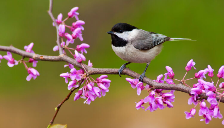 Kuşlar Yağmurda Uçabilir Mi?