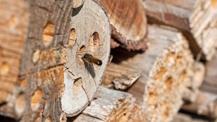 Marangoz Arıları Nedir?